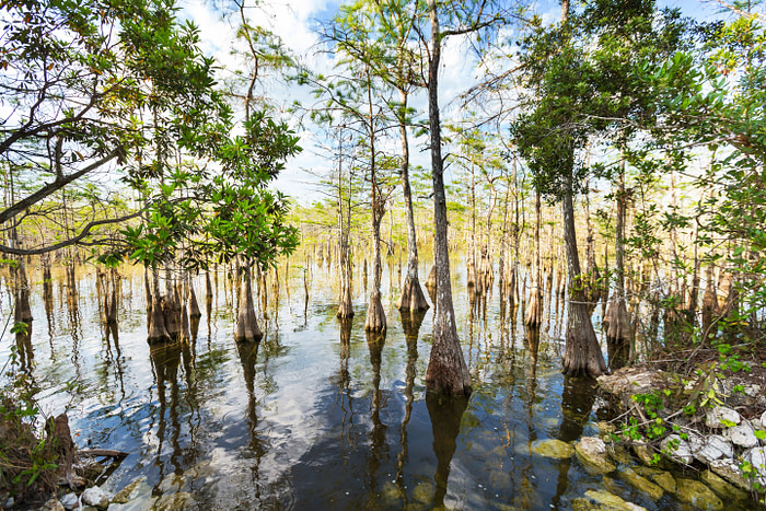 cypress trees in mangrove swamp