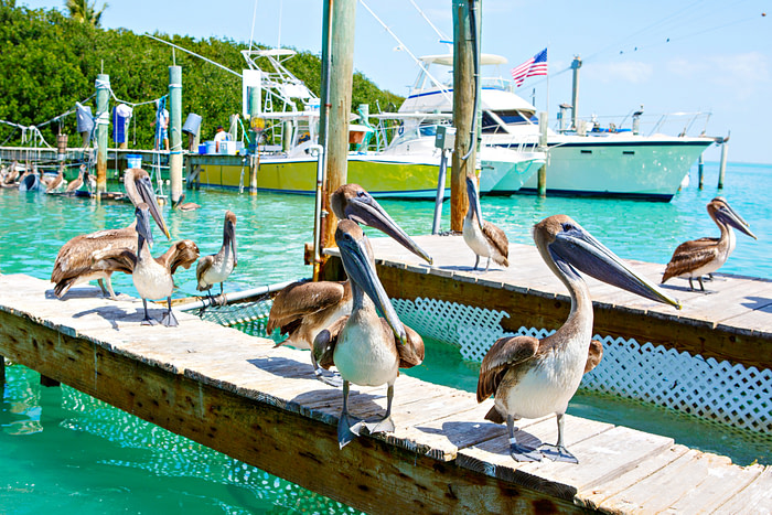 key west dock with pelicans